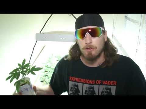 Cannagedon - Week 5 - Cannabis Grow Room Improvments