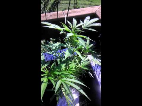Need help. 1st week flowering outdoor marijuana