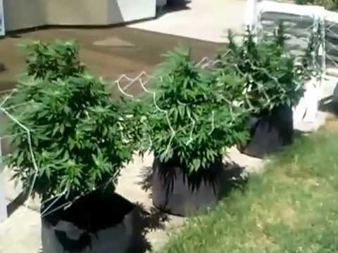 Outdoor Medical Marijuana Grow- August 25, 2012