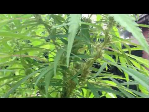 Marijuana-plant still growing...outside grown