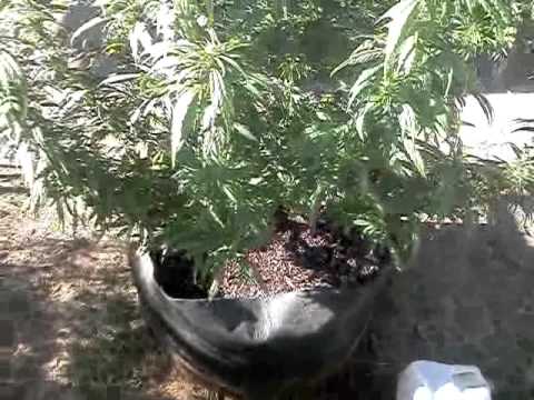 2012 outdoor medical marijuana grow update flower
