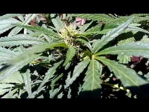 Marijuana outdoor 2012 grow UP CLOSE 2