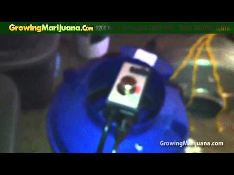 1200 Watt Marijuana Grow Tent - Weed Growing Tents