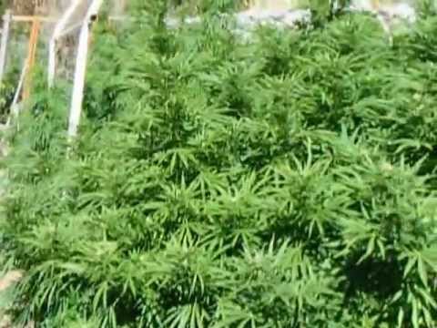 coastal 2012 medical marijuana outdoor carport grow