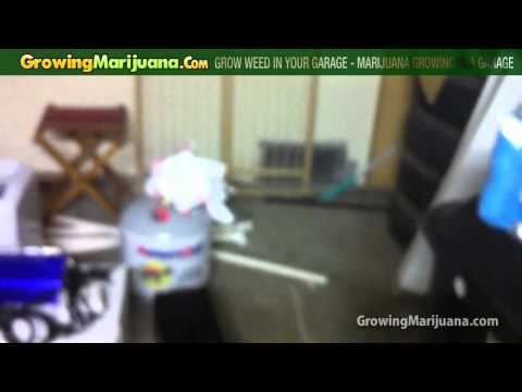 Grow Weed In Your Garage - Marijuana Growing In A Garage
