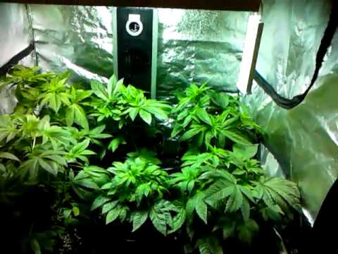 Medicinal Marijuana Grow Upate