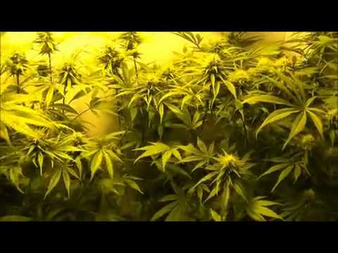 First Video Growing Marijuana Indoors!!