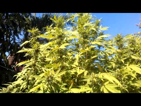 Outdoor Grow Medical Marijuana Huge Trees 9-4-12