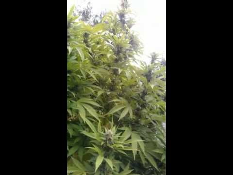 Outdoor Grow Medical Marijuana Trees 8-16-12