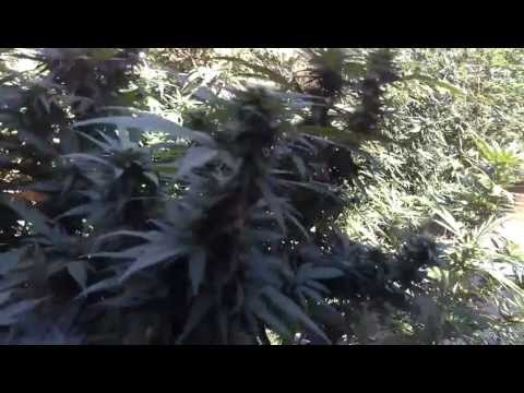 Marijuana outdoor 2012 grow update 6