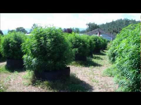 Huge Marijuana Plants Outdoor Grow 2012