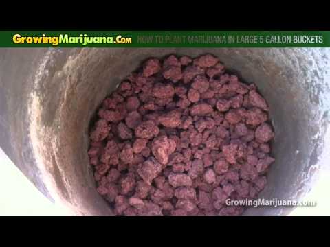 How to Plant Marijuana in Large 5 Gallon Buckets