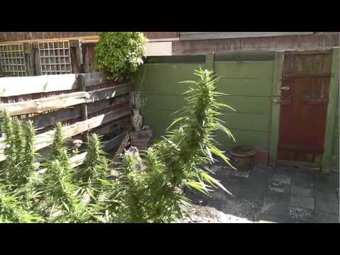 Marijuana-plant, growing part 3...as big as they can get!!!(natural grown)