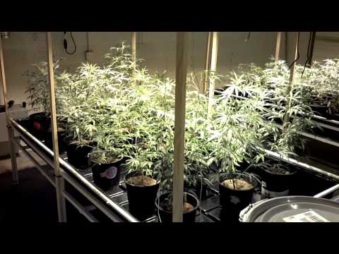 Grow room with plants