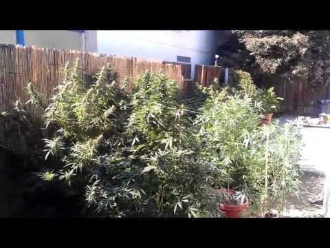 Marijuana Outdoor 2012 grow update 7