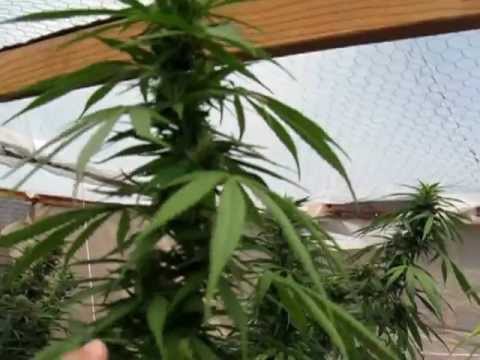 Outdoor marijuana grow #4
