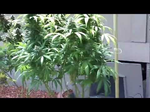 HOW TO: Marijuana Grow Tent