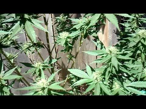 2012 outdoor marijuana grow