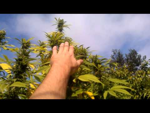 Outdoor Grow Medical Marijuana trees bud rot 9-11