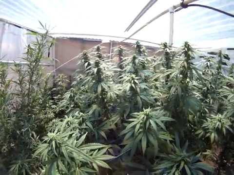 Medical Marijuana BUDDING OUTDOOR How To Grow WEED