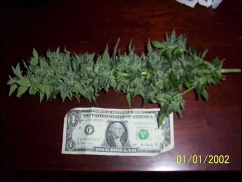 Northern Lights Blueberry White Widow Marijuana Harvest Grows 2003-2009