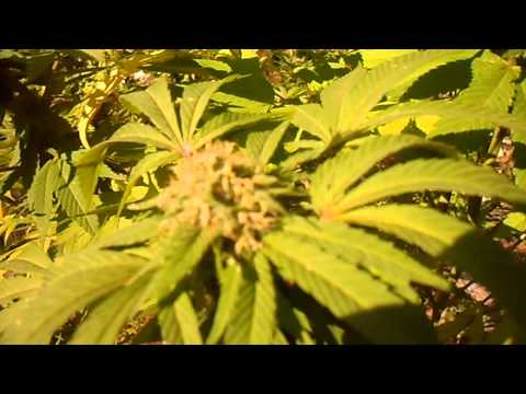 Outdoor Marijuana Grow Sept. 14, 2012