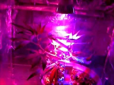 Growing Marijuana with LED Lights - Week 3