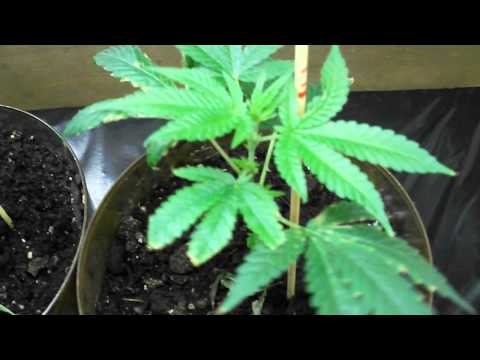 how to grow indoor marijuana