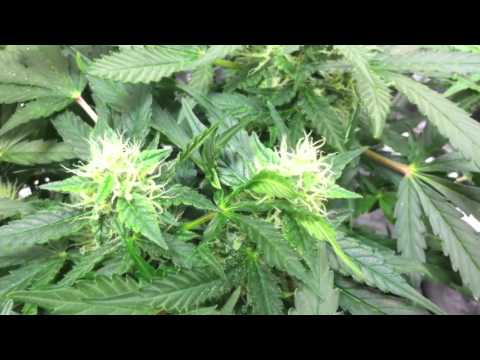 Autoflower Marijuana under LEDs (3 Autoflower Cannabis, under LED grow lights)