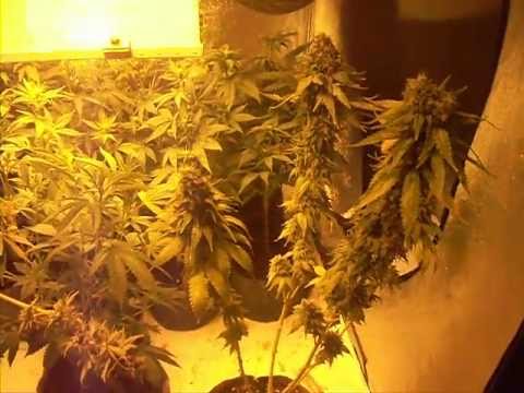 Growing Medicinal Marijuana