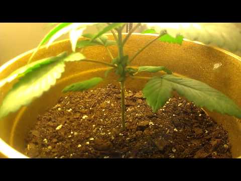 Growing marijuana- over watering vs under watering