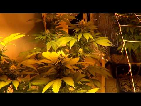 Epic 3000 watt grow room. Almost Retarded $ Hillbilly Jim Grows Michigan Medical Marijuana Act