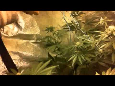 Medicinal Marijuana Update...day 24 flowering