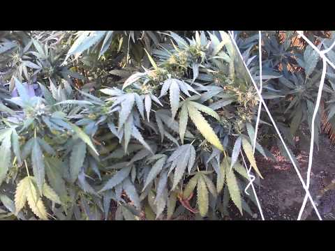 Marijuana Outdoor 2012 grow update 9