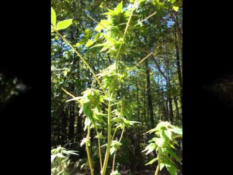 Outdoor Medicinal Marijuana Grow- 5 1/2 Weeks Flowering