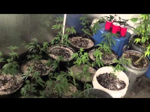 T-5 Garden Sour diesel befor I flip Them Hillbilly Jim Grows Michigan Medical Marijuana Act