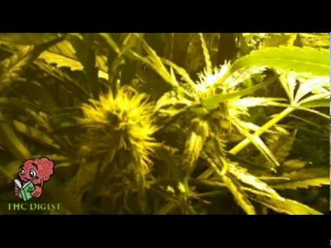 How to Grow Weed - Marijuana Growing Journal - Week 11