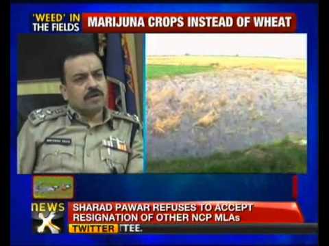 Kanpur: Farmers prefer to grow marijuana instead of wheat - NewsX