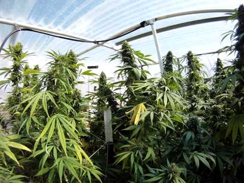 Outdoor Cali Weed: How To Grow Medical Marijuana