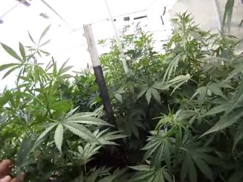 Pot Plants: How to grow Medical Marijuana