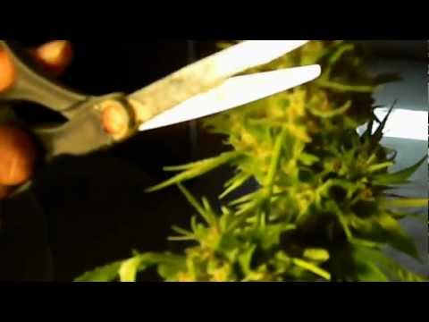 Harvesting Outdoor Colorado Medical Marijuana