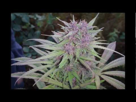 Purple Medical Marijuana Strains Montage ( Warning Extreme THC Content ) HD
