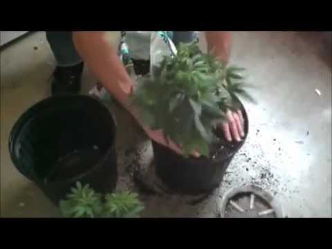 Omm Alternative: Growing Marijuana - Cleaning & Transplanting