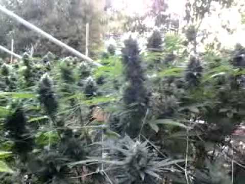 2012 norcal outdoor grow,oct 5th,plants labeled.