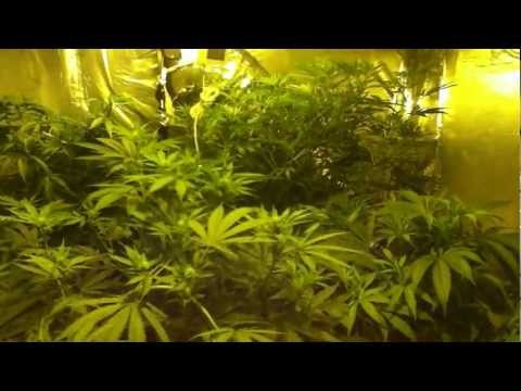 marijuana grow room ,2nd week of flower ,white rhino,g14,white widow