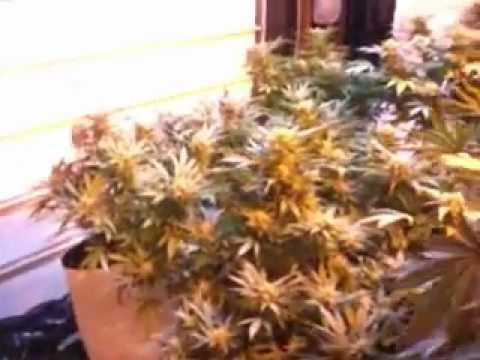 Marijuana Grow Sept. 2012