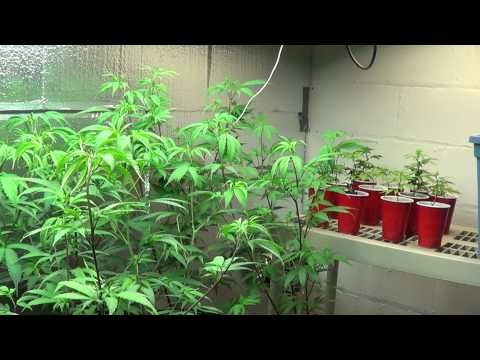 Sour D veg update oct 11 2012 Hillbilly Jim Grows Michigan Medical Marijuana Act