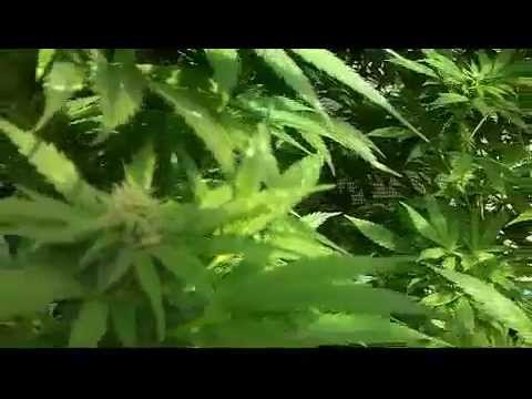 Huge outdoor marijuana grow op Skunk #1