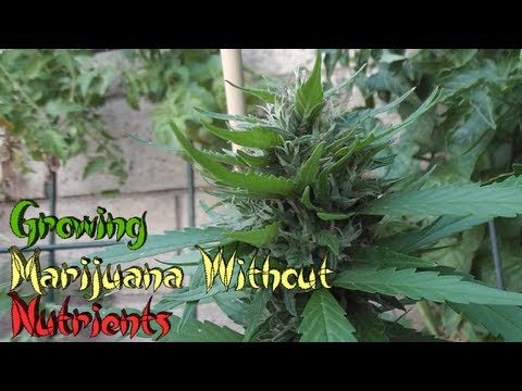 Growing Marijuana Without Nutrients
