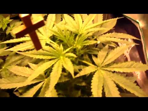 Marijuana plants early flowering stage